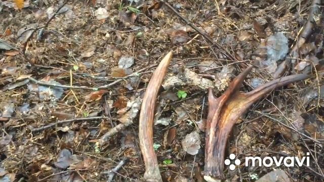 Рога монстры))) отличные находки. Поиски трёх дней 70 км позади.