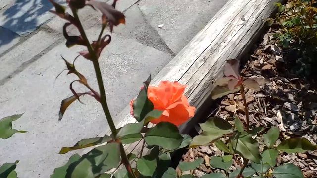 Роза Лезгинка. Преображение. Лето2023