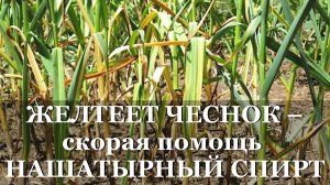 ЖЕЛТЕЕТ ЧЕСНОК - скорая помощь НАШАТЫРНЫЙ СПИРТ / чеснок желтеет что делать?