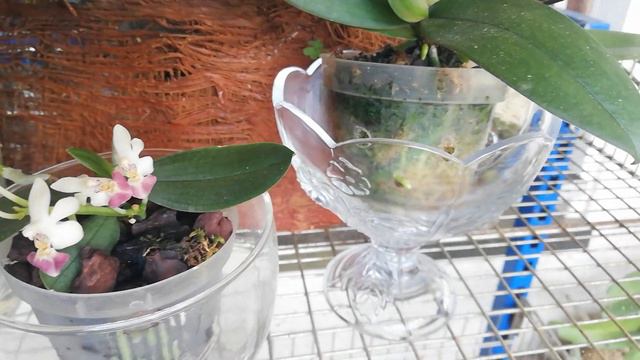 Цветение ботанических и первичных гибридов орхидей рода "Фаленопсис". смотреть онлайн