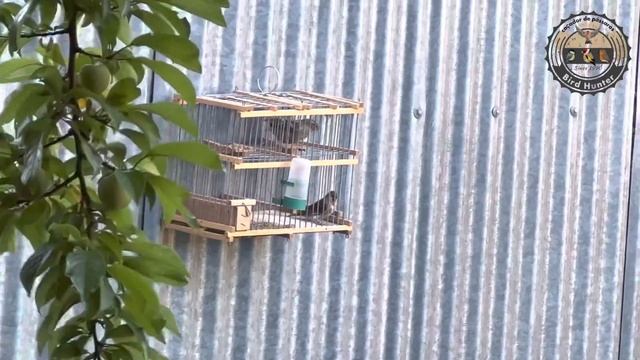 Can I catch birds with a cage? - cage bird trap #birdtrap #catchigbirds armadilha de passaros смотреть онлайн