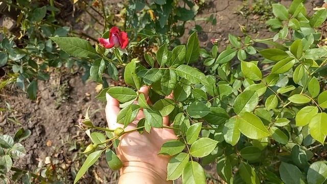 Розы: борьба за выживание. +39 Кубань смотреть онлайн