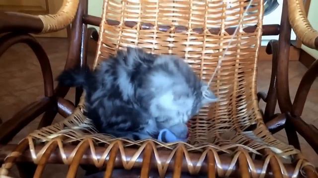 Продаются шотландские котята вискас хайленд смотреть онлайн