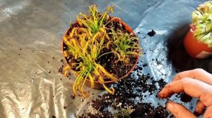 Росянка. Пересадка. Drosera Capensis var. Rubra; Aliсiae.