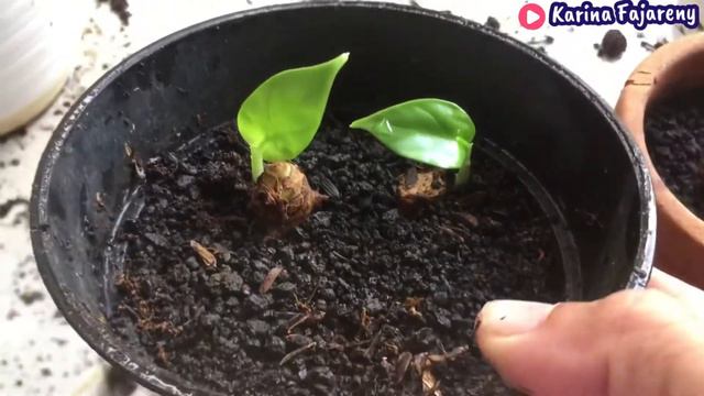 CACAH BONGGOL ALOCASIA DRAGON SCALE!! HASILNYA BIKIN PENASARAAANNNN смотреть онлайн