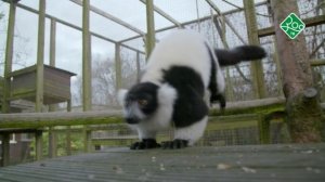 Переполох в британском зоопарке. Анонс. Канал Зоо ТВ.