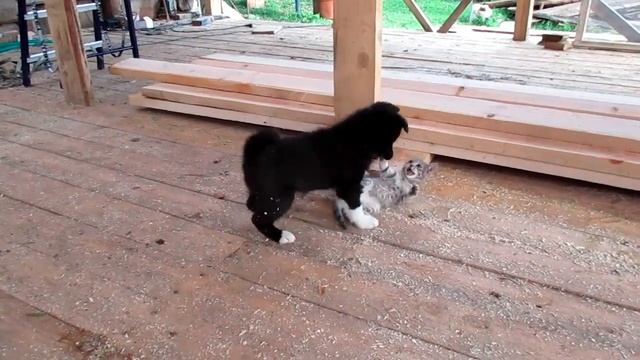 Анчар , 1,5 месяца смотреть онлайн