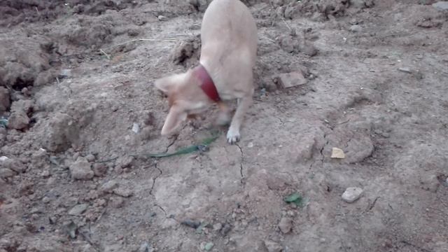 Маленькая чихуахуа играет с жуком смотреть онлайн