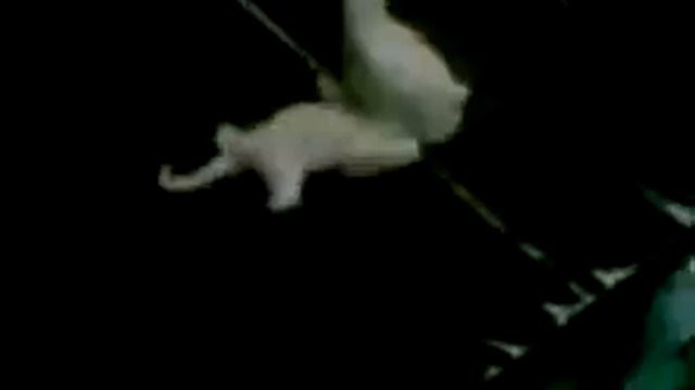 CHIHUAHUA смотреть онлайн