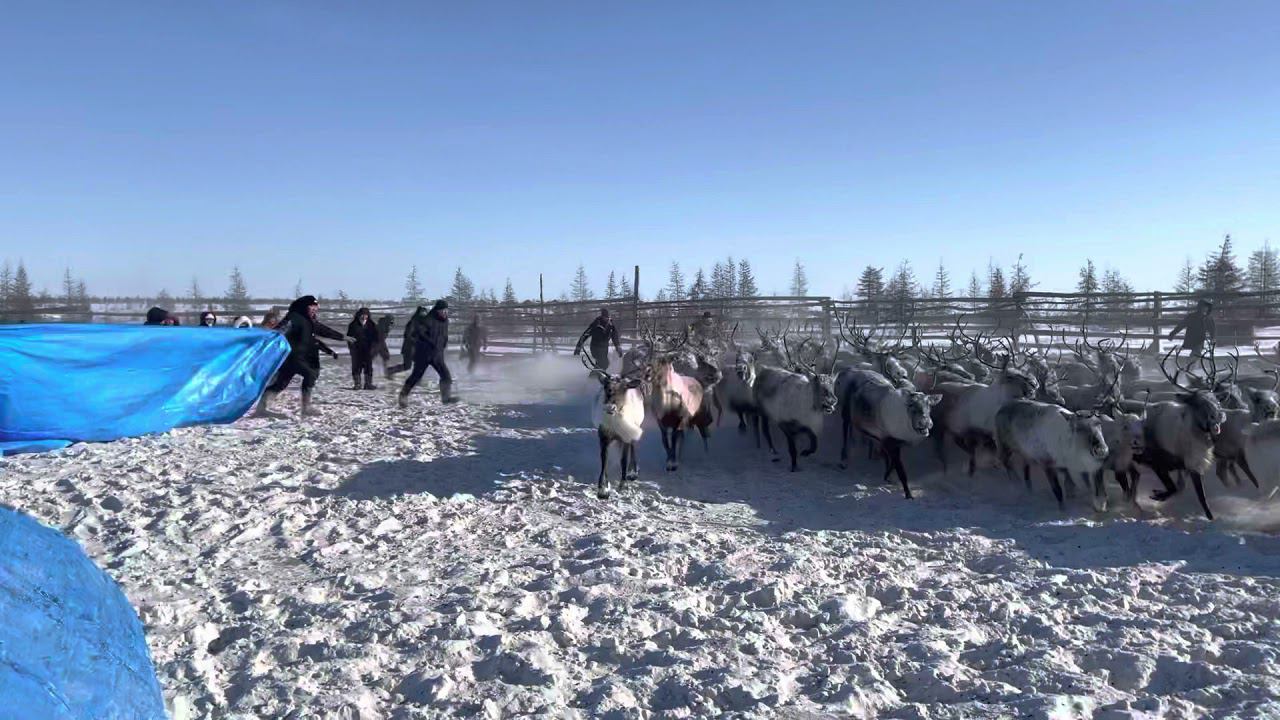 Хараал (кадр)