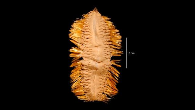 Antarctic Scale Worm - Animal of the Week смотреть онлайн