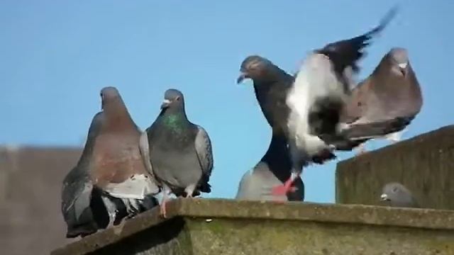 HS10 Slow Mo Birds смотреть онлайн