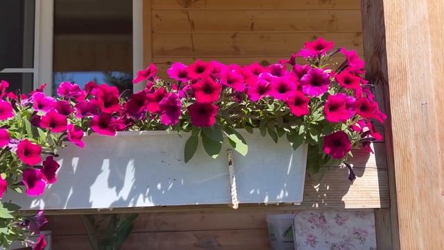 ПЫШНОЕ ЦВЕТЕНИЯ ПЕТУНИИ! ПОЧЕМУ ПЕТУНИЯ ПЛОХО ЦВЕТЁТ? ПЕТУНИЯ НЕ ЦВЕТЁТ