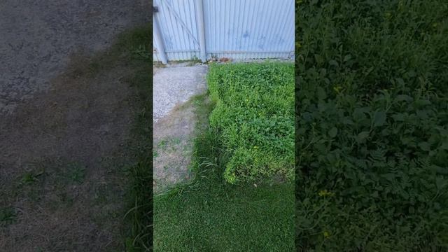 Как вырастить картофель на песке. смотреть онлайн