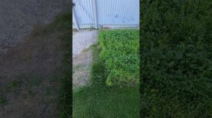 Как вырастить картофель на песке.