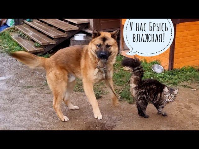 Мокрая я, мокрая мышь, мокрая кошка Морошка. А Пёс Кубик сухой, потому что в домике прятался!