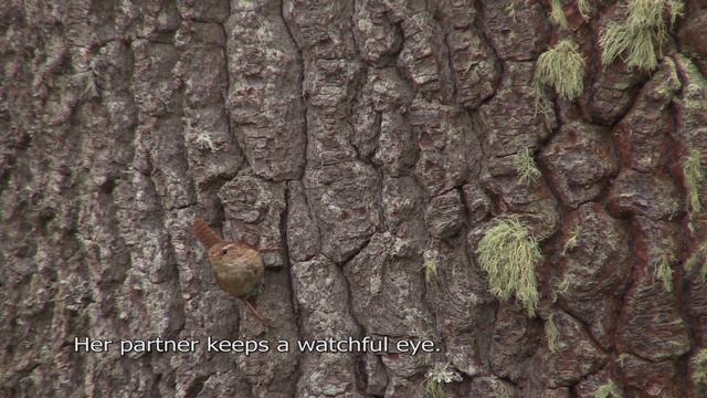Резерват Али ботуш / Ali Botush Reserve смотреть онлайн