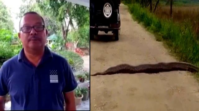 এতবড় সাপ? দেখেছেন আগে? Burmese Python Cross the Road in Kaziranga Forest I Kaziranga National Park смотреть онлайн