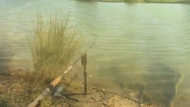 Поклёвки Карп | Амур | Сазан #4 (CARP RUN COMPILATION) смотреть онлайн