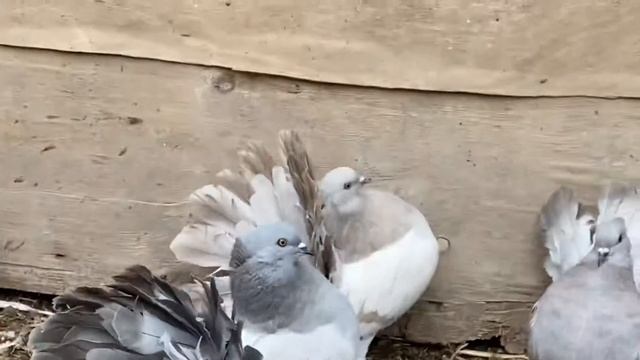 Голуби павлины. Индийские павлины 2020. Indian fantail pigeon смотреть онлайн
