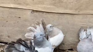 Голуби павлины. Индийские павлины 2020. Indian fantail pigeon