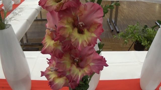 Gladiolus ´Olinka´ смотреть онлайн