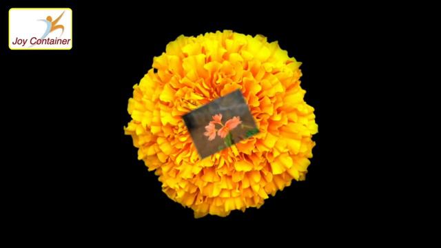Learn | List | Pictures | Of | Flowers | Names | For | Kids | Children | in English смотреть онлайн