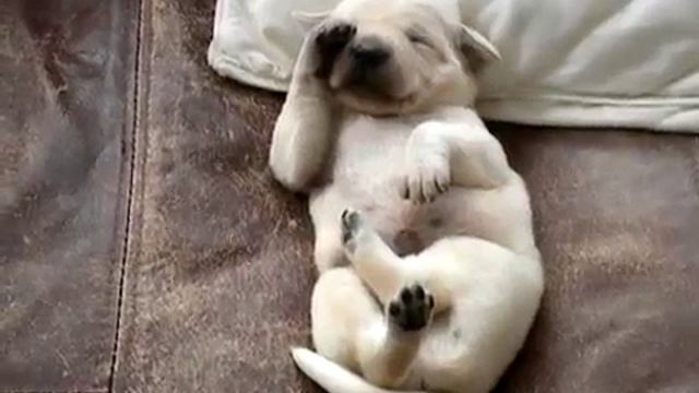 Спящий щенок смотреть онлайн