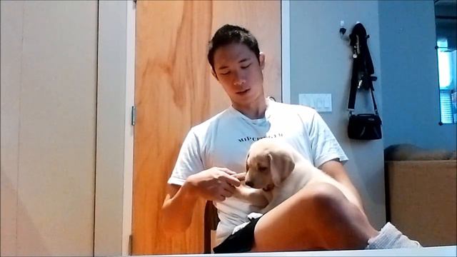 How to get your labrador puppy to stop biting - Bite Inhibition training смотреть онлайн