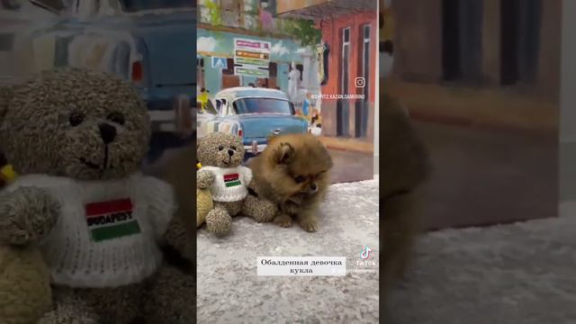 питомник шпицев 📲 +79874100700 смотреть онлайн