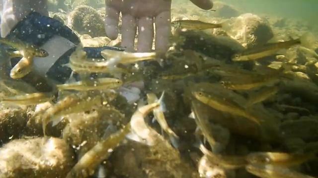 Рыба Щиповка. Подводная съемка на реке Большой Инзер. Белорецкий район. Башкортостан. Smarterra B1. смотреть онлайн