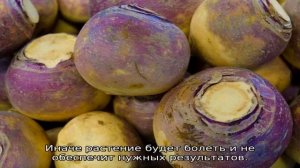 Как сажать брюкву