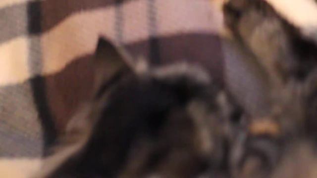 Irecommend Крем для рук Eveline питательный Nutri honey смотреть онлайн