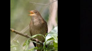 Соловей слушать. Пение соловья слушать трели соловьев