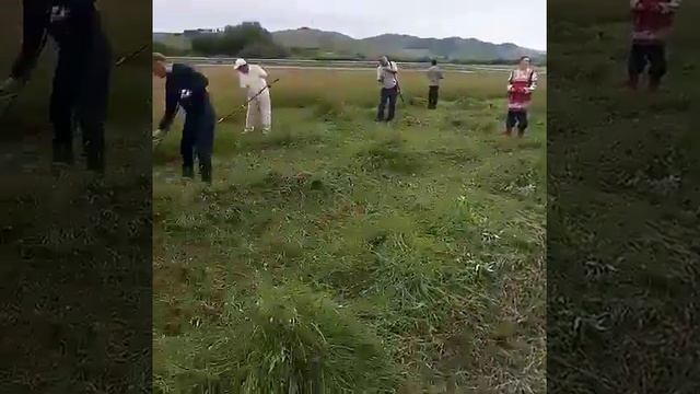 Глава Минсельхоза Бурятии провёл мастер-класс по сенокошению смотреть онлайн