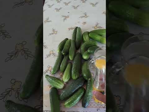УКСУС для Огурцов в августе. Необходимо полить огурцы уксусом, чтобы плодоносили до заморозков смотреть онлайн