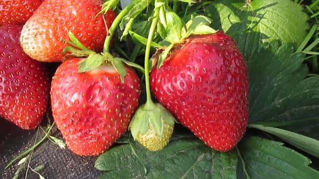 Скала - крупноплодная новинка . смотреть онлайн