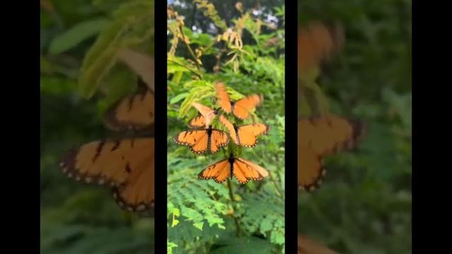 Butterfly fly away #thehimalayantrios смотреть онлайн