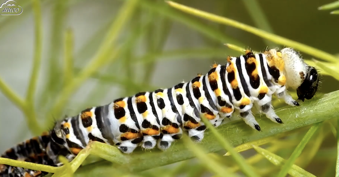 Что такое линька Видеоурок.