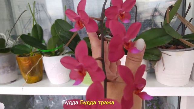 Орхидеи , подготовка к сезону цветения! смотреть онлайн
