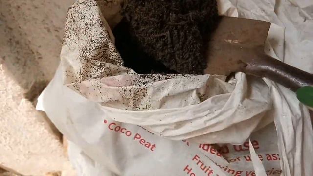 Repotting Gasteria pillansii + Changing soil mix смотреть онлайн