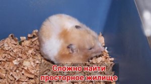 Сирийский и джунгарский хомяк - плюсы и минусы. Хомяк как домашнее животное