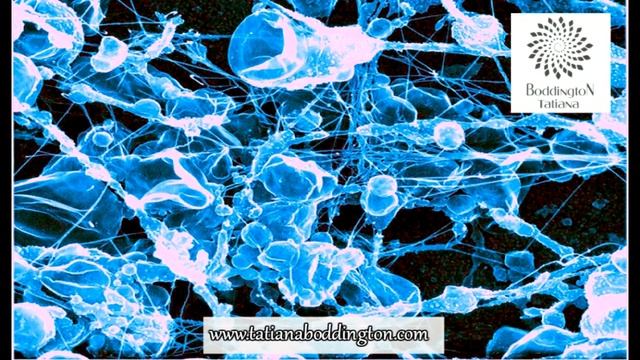 +Тета Хилинг ПРАКТИКА РАБОТА С ТЕЛОМ ЧЕРЕЗ СОЗНАНИЕ КЛЕТКИ Тета Медитация с Т Боддингтон смотреть онлайн