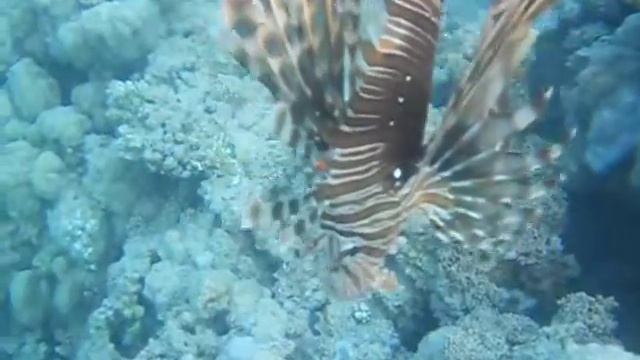 Pterois Antennata, più semplicemnte Scorpionfish.... sospesi nel blu di Makadi смотреть онлайн