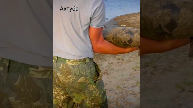 Ахтубинский монстр. смотреть онлайн