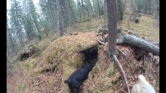 Старая берлога смотреть онлайн