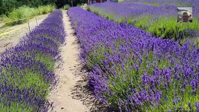 Лаванда и Квилт смотреть онлайн