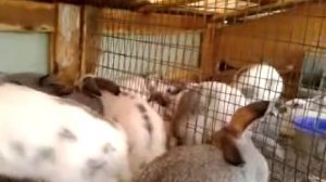 Вакцинация кроликов - как делать прививки кроликам.