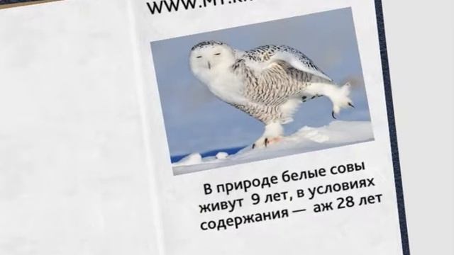Телеэнциклопедия. Белая сова смотреть онлайн