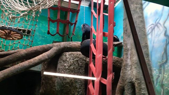 Московский зоопарк 2022 смотреть онлайн